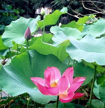 中州花藝景觀工程 設(shè)計(jì)與施工的藝術(shù)融合